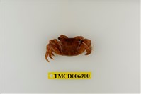 藏品(方形大額蟹)的圖片